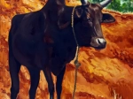 zébu 1