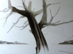 baobab 1