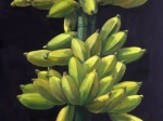 les bananes