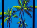 étude de cocotiers