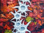 13 Coraux rouges et blancs