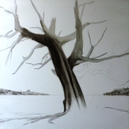 baobab 1